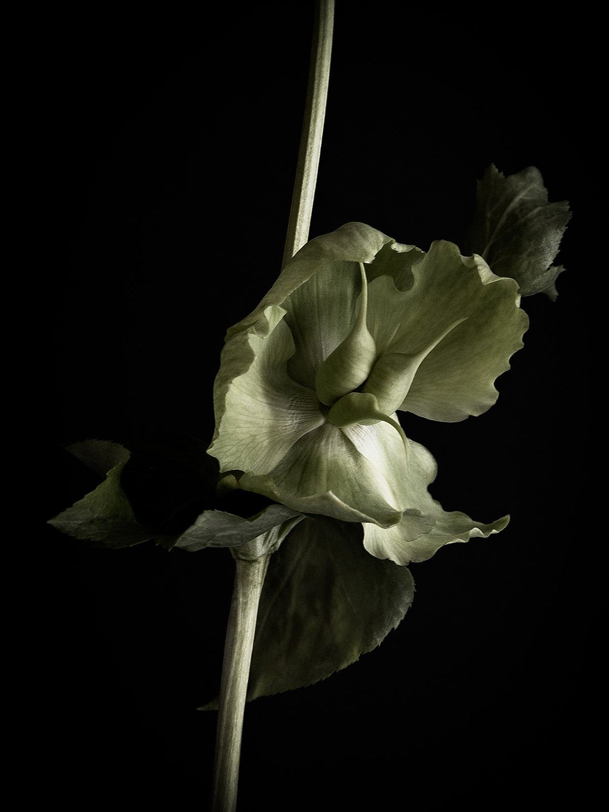 Close-up of a muted green ruffled flower and stem with textured leaves