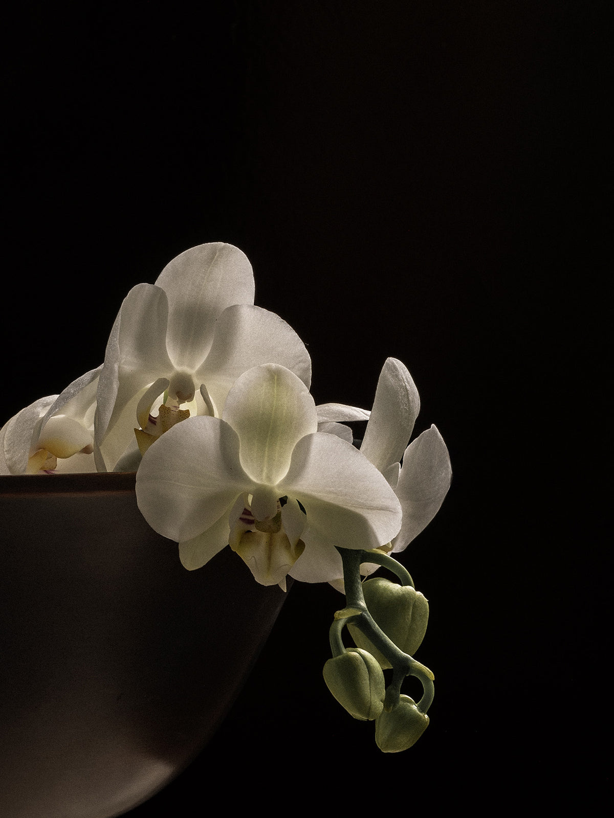 White Phalaenopsis orchid blooms and green buds cascading from a matte dark