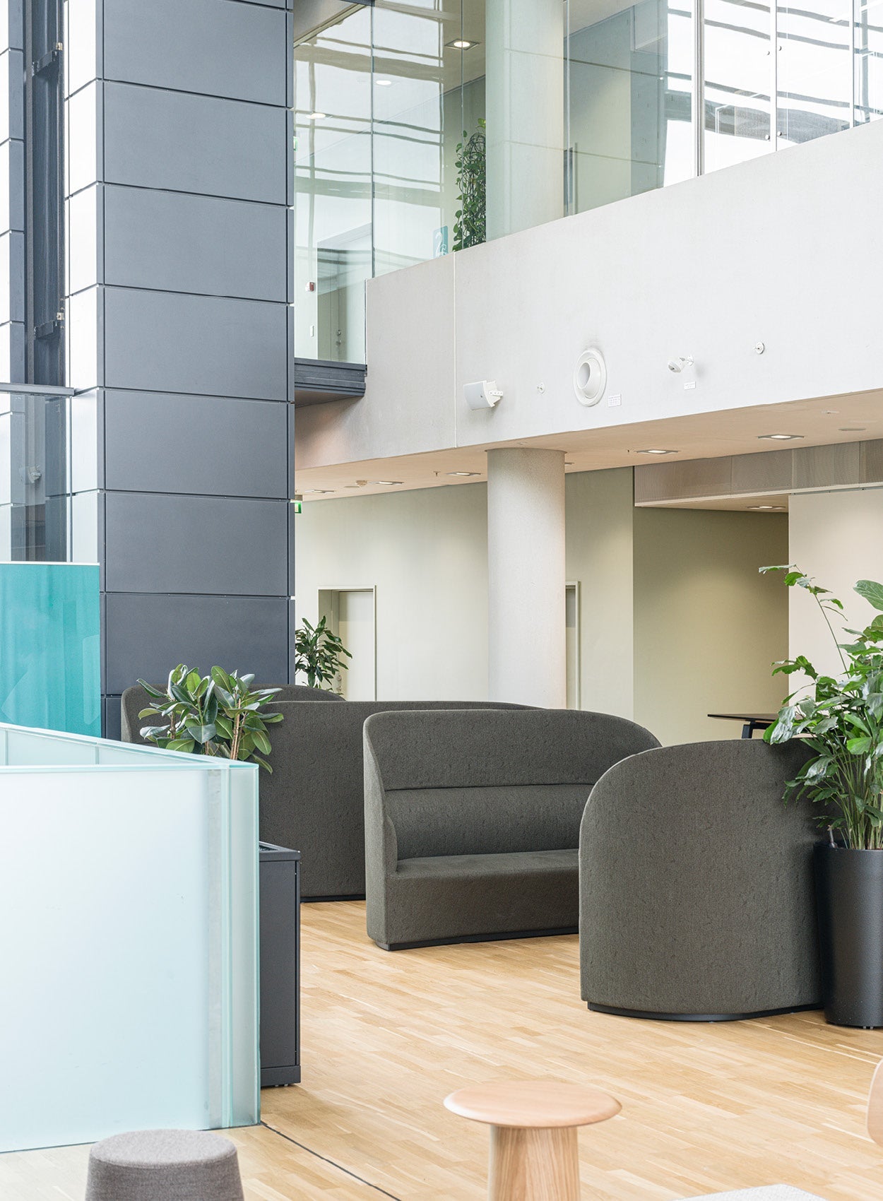 Modern office lounge with dark grey upholstered curved sofas, light wood floor, glass partitions and potted plants
